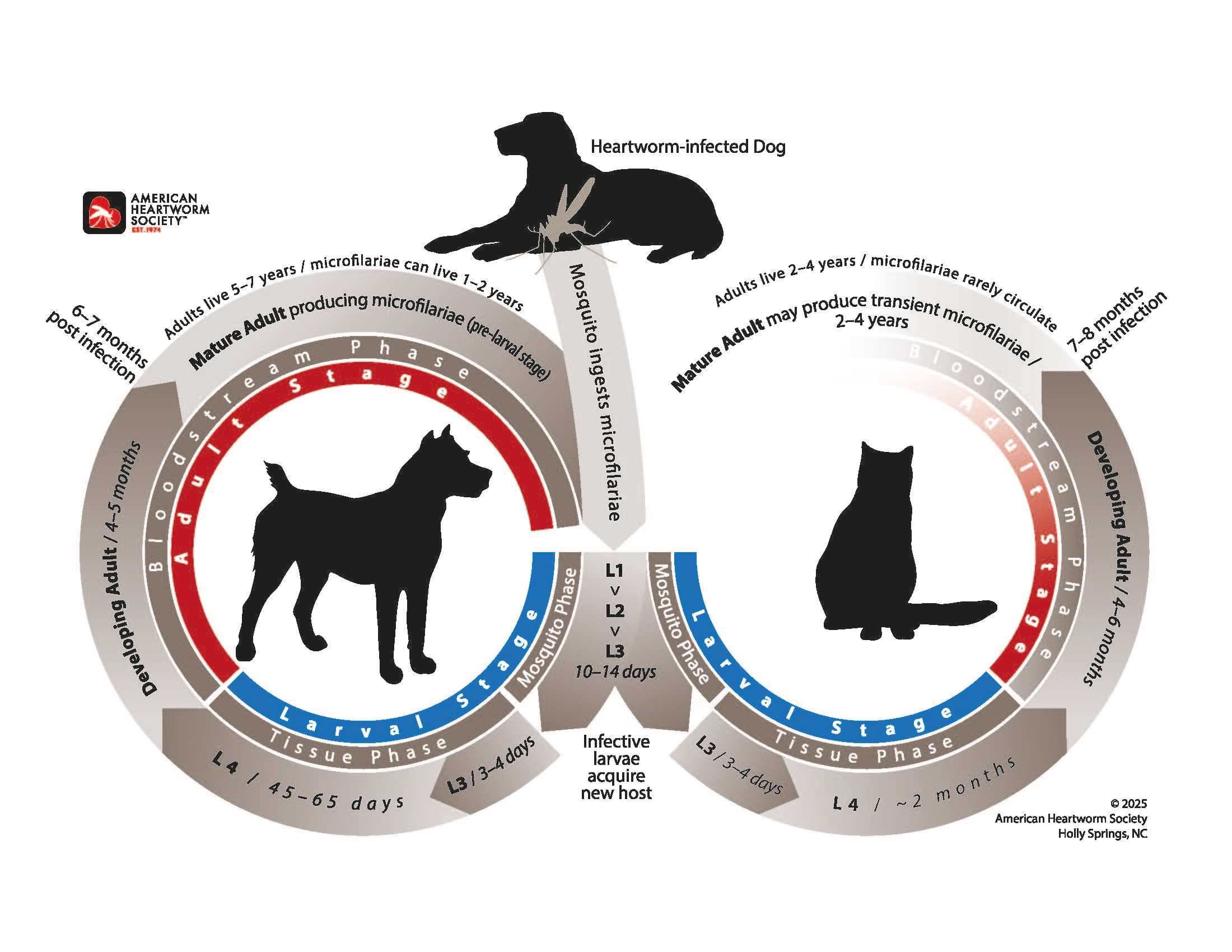 Heartworm Life Cycle Illustration